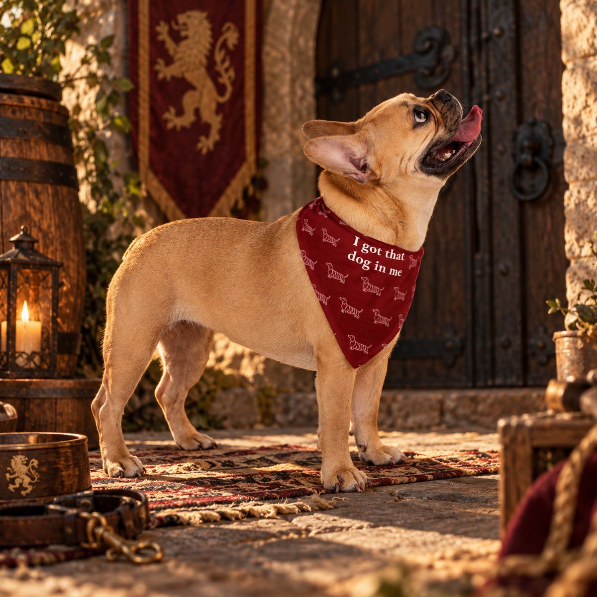 French bulldog wearing the deep red dachshund bandana