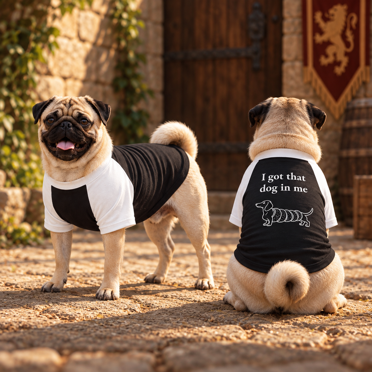 Two pugs in white and black raglan dog shirts, one showing the back print I got that dog in me with a dachshund chimney cake